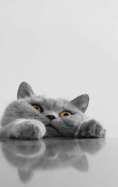 华为手机英国多少钱
:猫咪怀孕怎么补充营养，英国短毛猫多少钱一只，宠物小知识分享