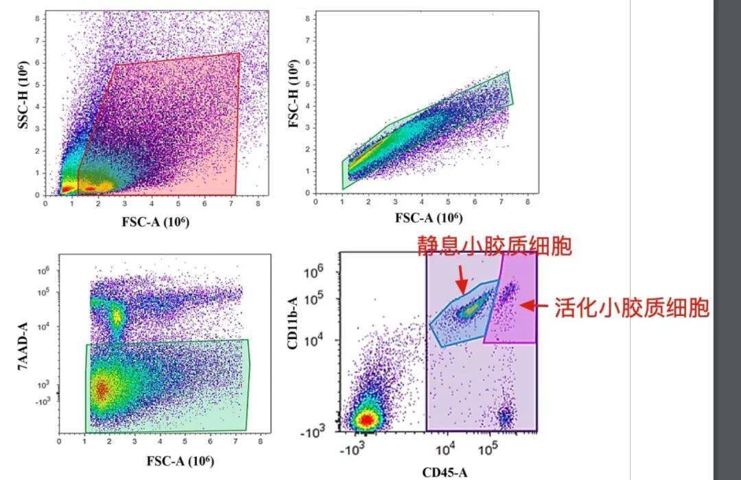 华为最常用的手机铃声
:分离小鼠脑胶质细胞的最常用的方法