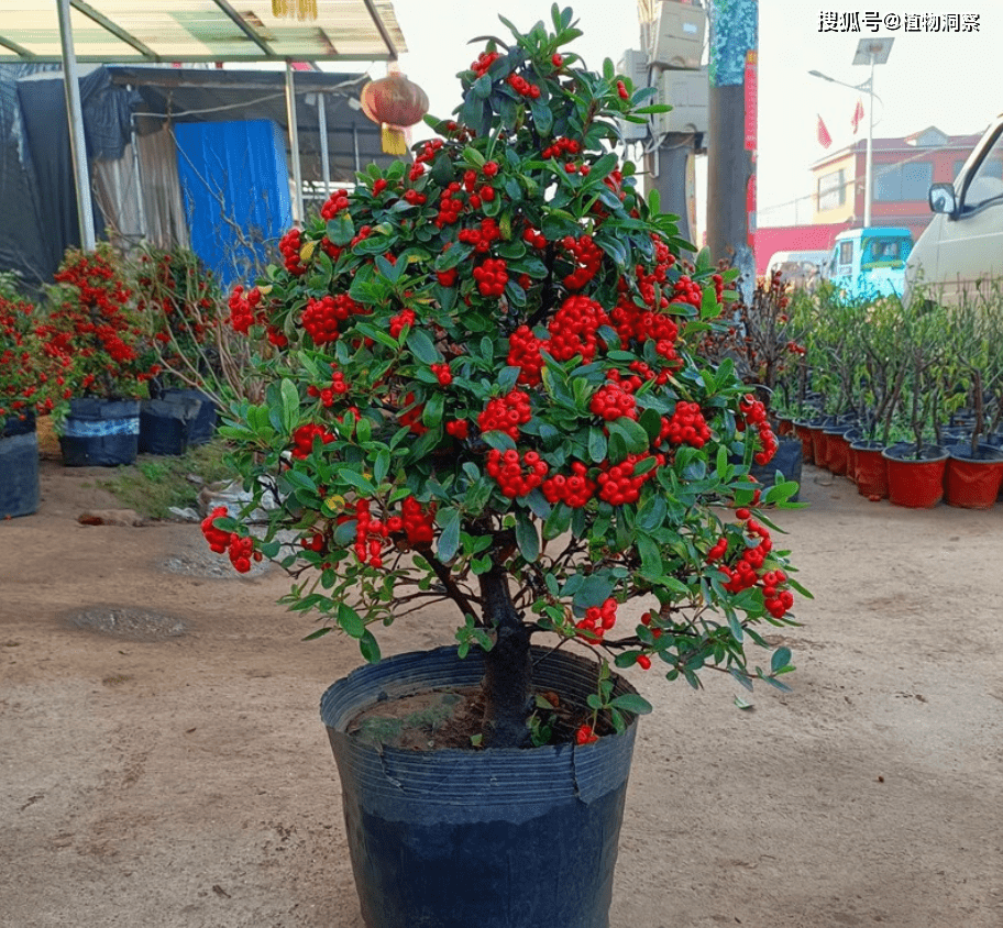 消林传说破解版苹果:农村1种植物，果实红红火火，人称火棘果，别名火把果、救军粮！