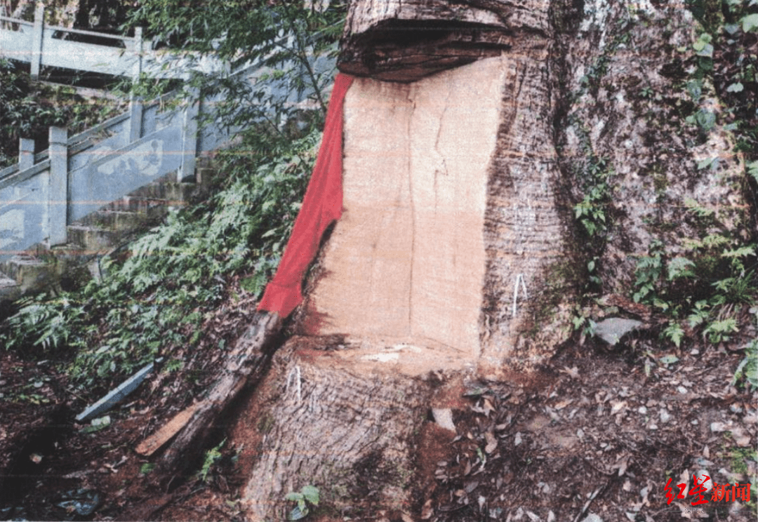 苹果版清粉大师
:贵州2600岁“古楠木王”被盗割，树体遭严重毁坏！11人获刑