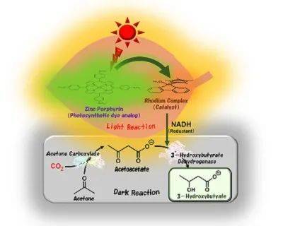 苹果韩版查找朋友:最新研究：利用阳光和CO₂合成可生物降解塑料