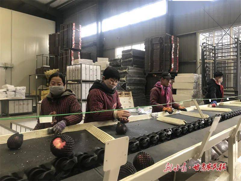广州邮箱推荐苹果版:凝神谋发展 实干兴陇原—— “三抓三促”行动进行时丨灵台：订单苹果销售忙