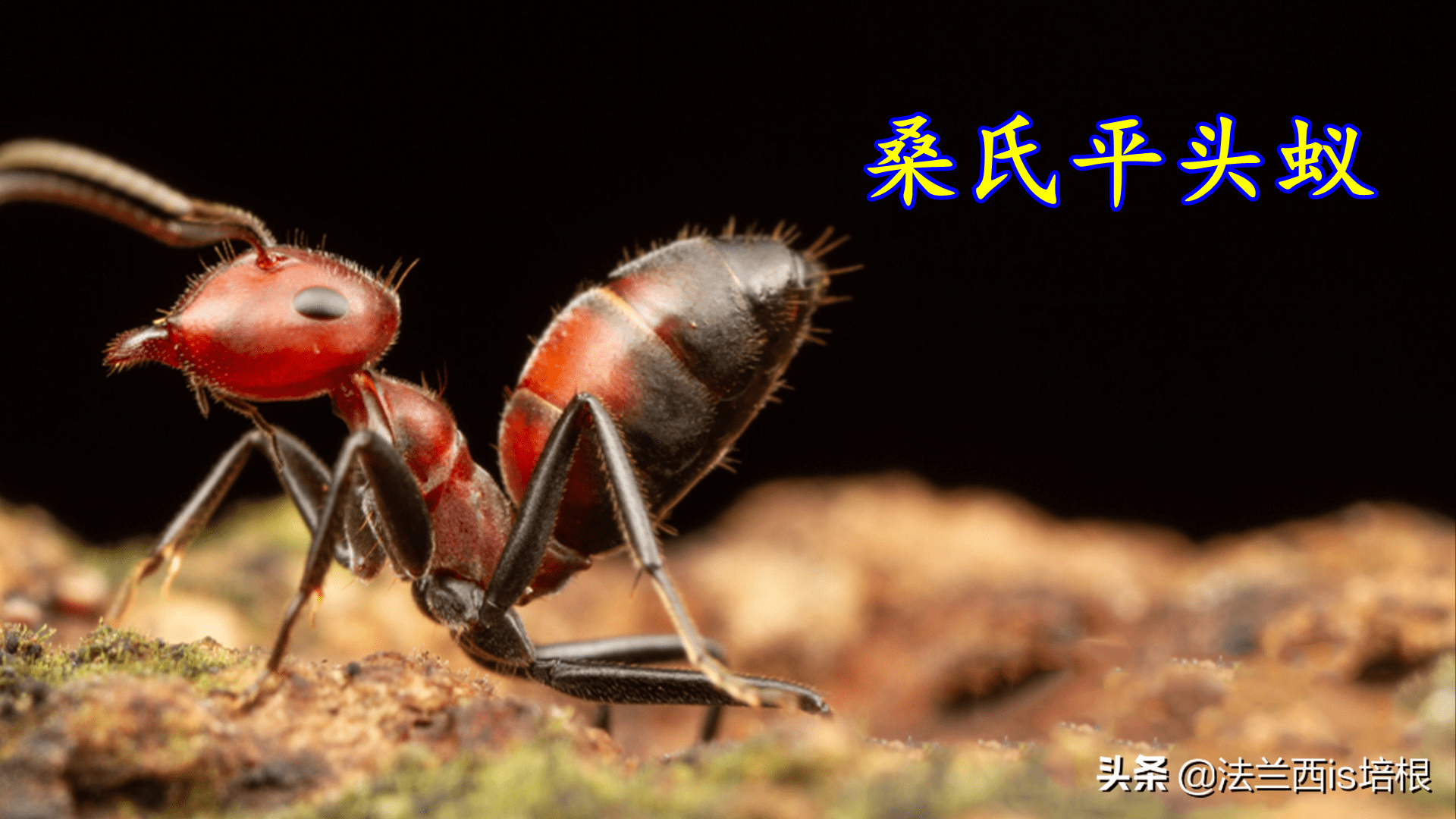 大蚂蚁5苹果版:以“爆”制暴，小蚂蚁剖腹自爆，喷出弹药反杀5倍大的敌人