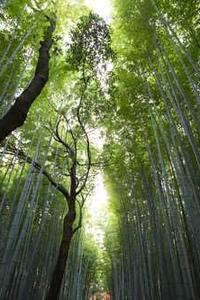 苹果饥荒汉化手机版