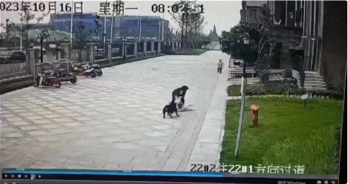 大型犬主人被孩子家长砍伤？别让谣言干扰警方办案