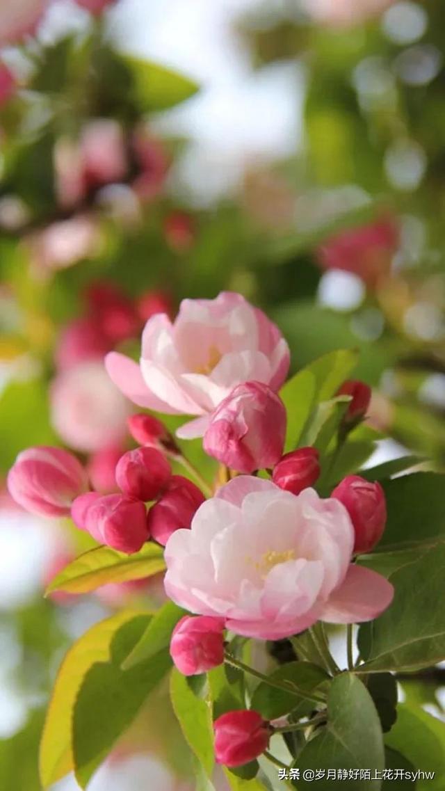 鲜花手机壁纸新闻鲜花手机壁纸高清图片