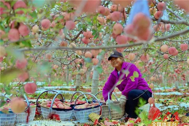 庆阳苹果上央视新闻庆阳苹果排名中国第一-第2张图片-太平洋在线下载