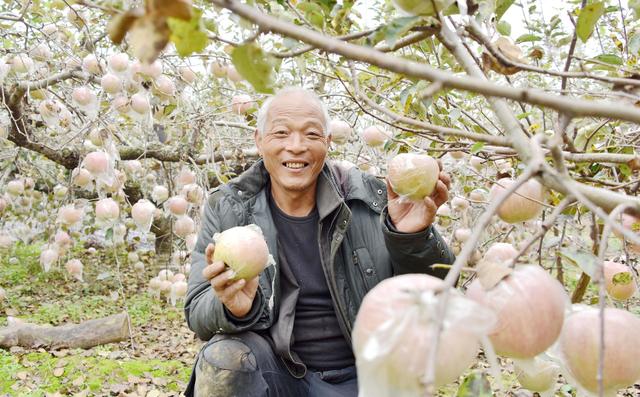 洛阳苹果骗局新闻视频播放洛阳办理视频直播经营许可证报价-第2张图片-太平洋在线下载