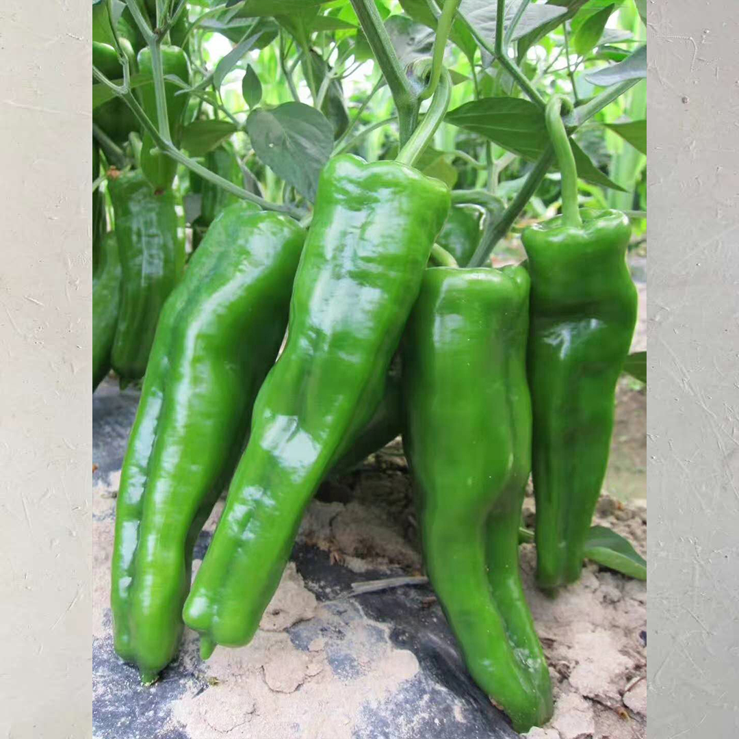 辣椒转苹果版小苹果苹果版下载