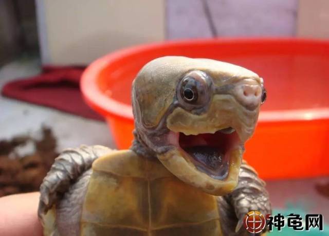 神龟网手机版下载街机忍者神龟rom包下载-第2张图片-太平洋在线下载