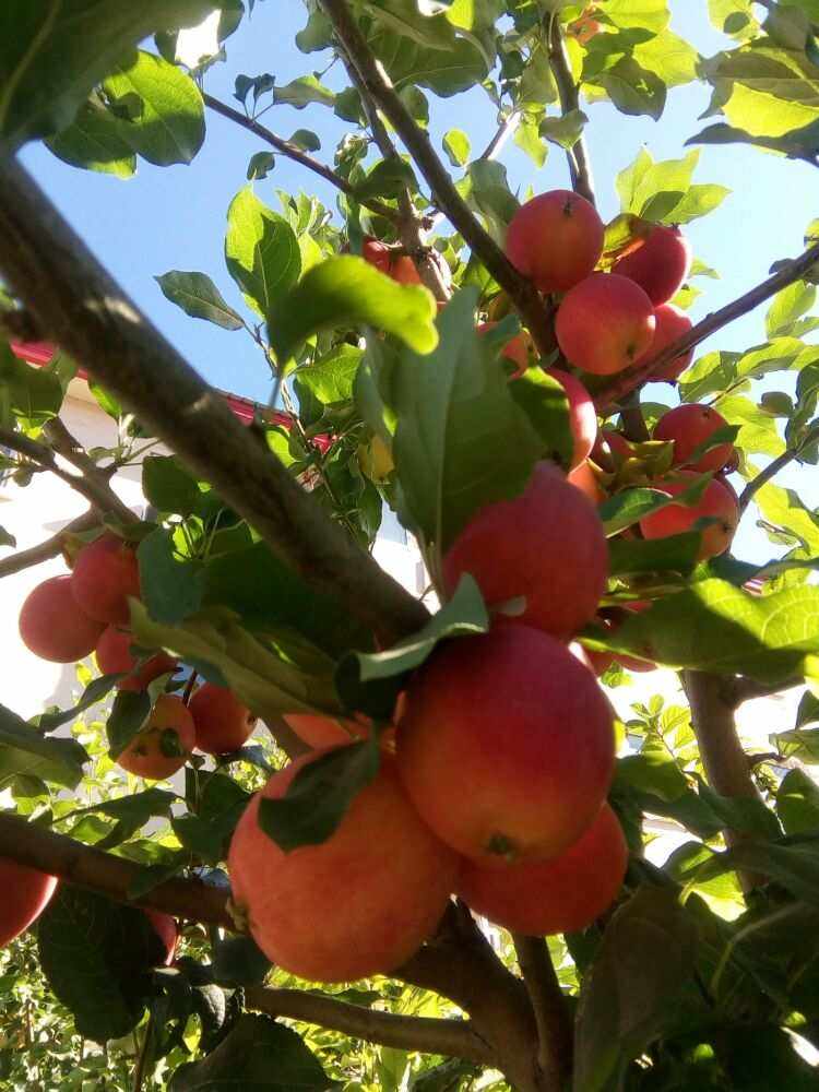 小苹果省份版小苹果网页版官网