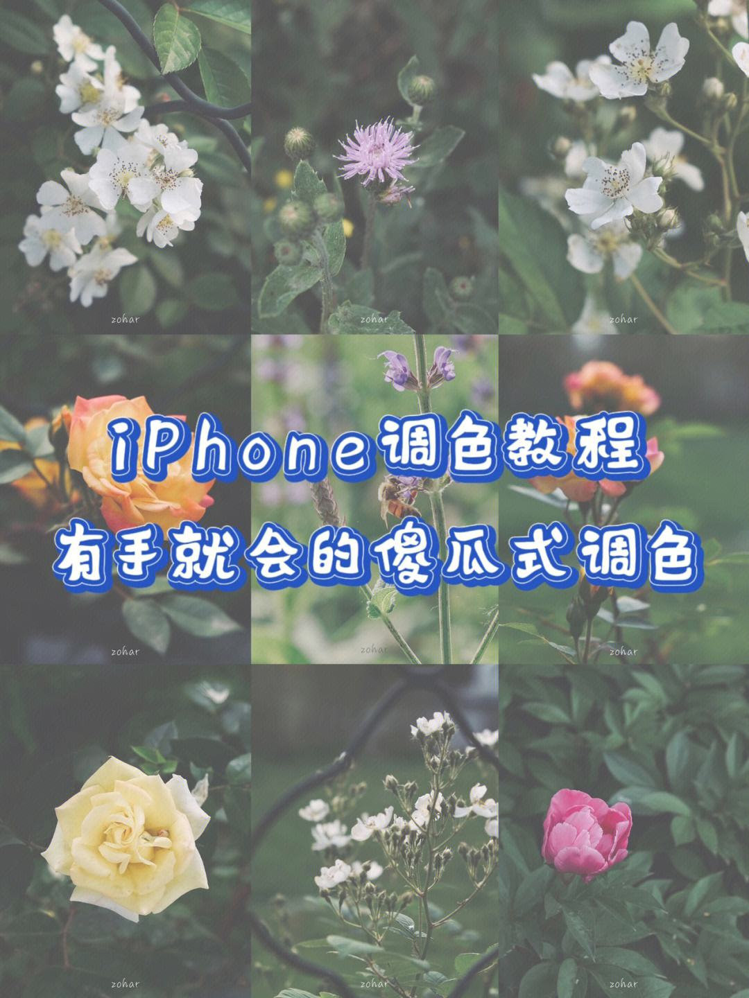 拍花花苹果版下载免费樱花乳液官方网站