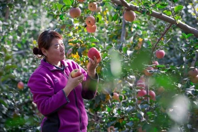 一个村移动版苹果版(一个村移动版是什么东西)-第19张图片-有道翻译官网