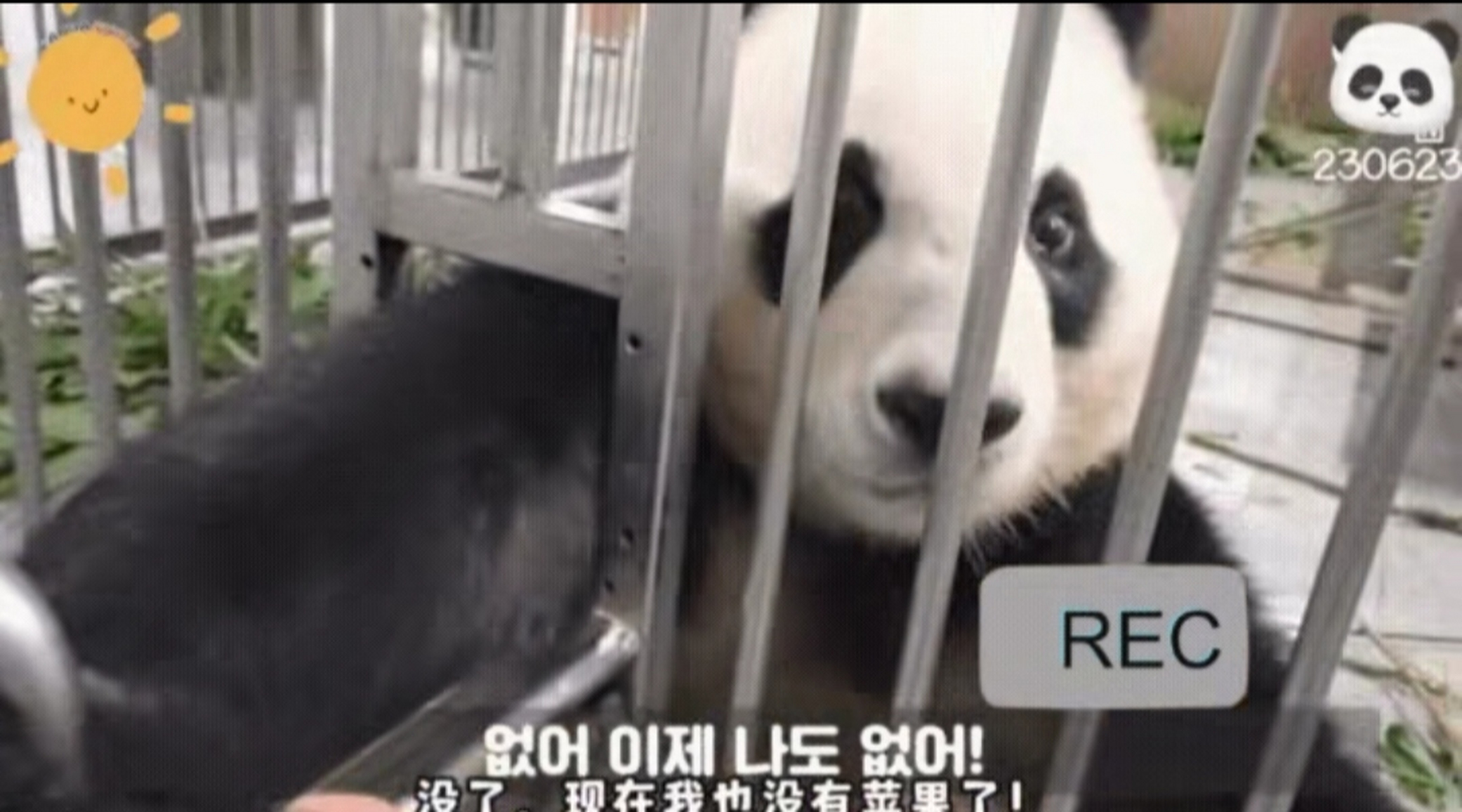 爷爷版的小苹果(小苹果是谁 扒爷)-第16张图片-有道翻译官网